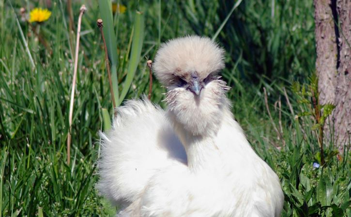 gallina moroseta bianca