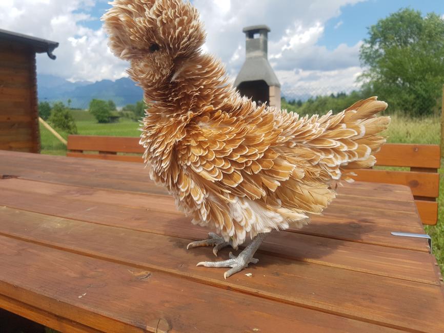Galline Moroseta Origine Caratteristiche E Cura NaturaPerTe Galline Moroseta Origine Caratteristiche E Cura NaturaPerTe