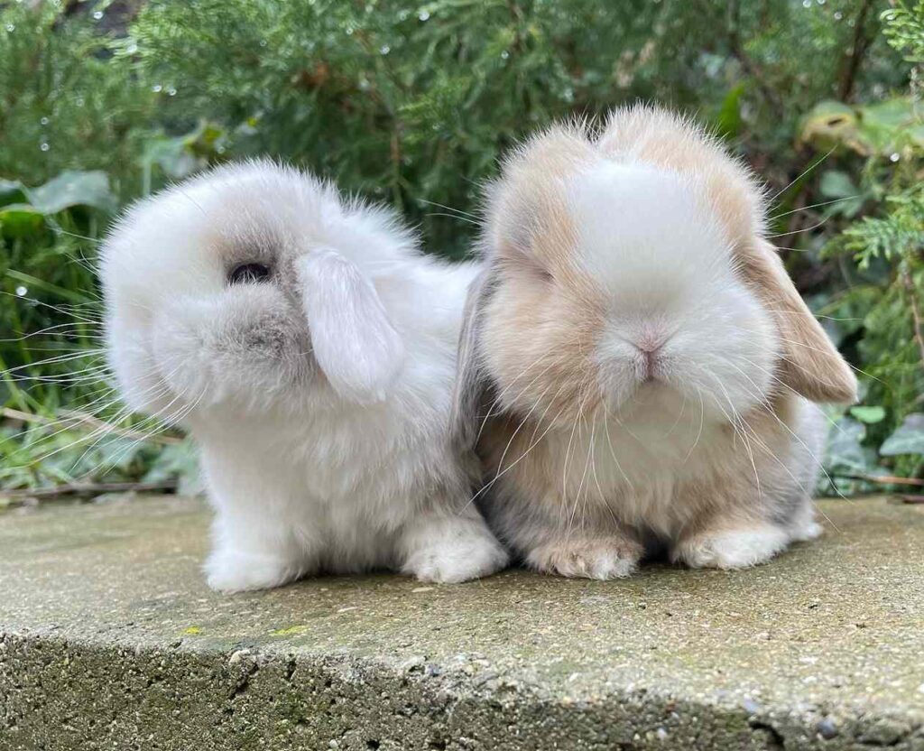 coniglio mini lop