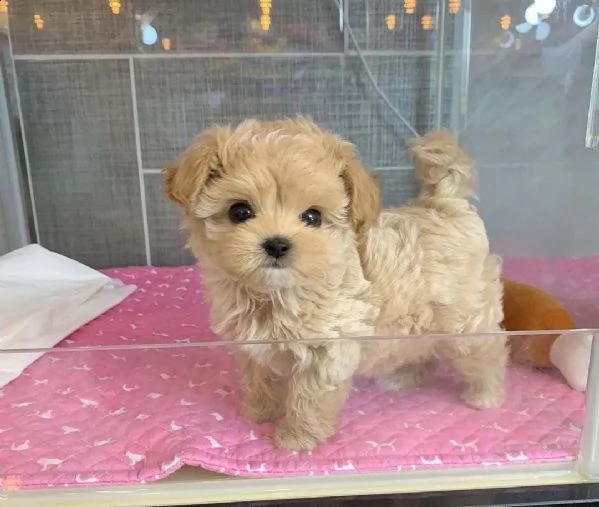 maltipoo
