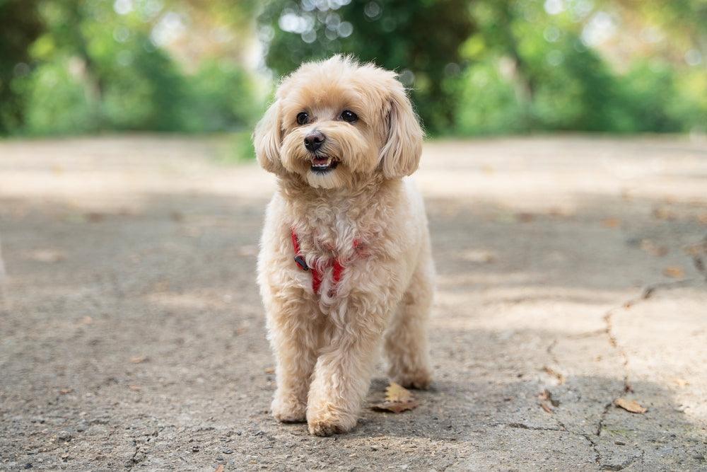 Maltipoo Caratteristiche Cura E Addestramento NaturaPerTe