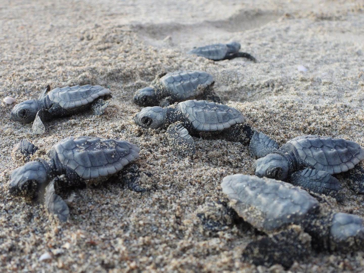 tartarughe appena nate in una spiaggia che vanno verso il mare