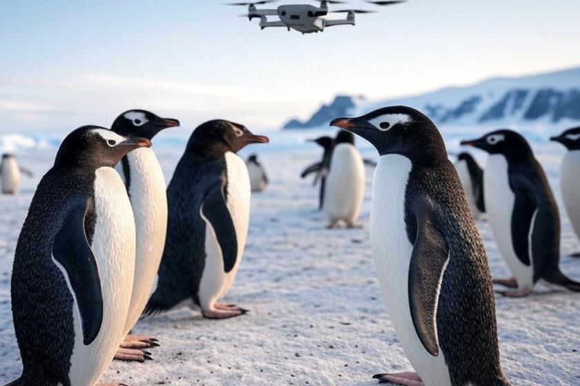 pinguini in antartide con presenza di un drone