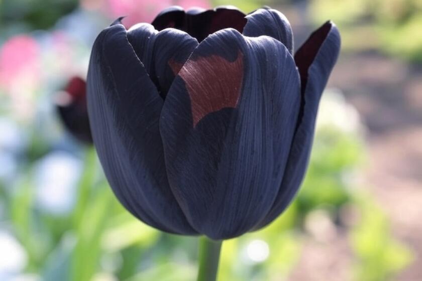 tulipano nero uno dei fiori neri