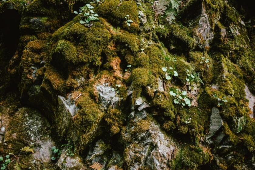 Allarme tossicità terra fuochi muschio