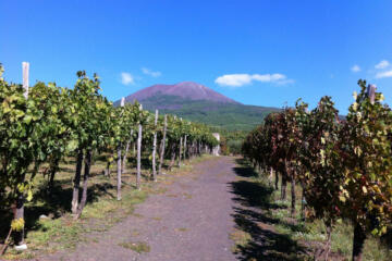 Vesuvio vigneti