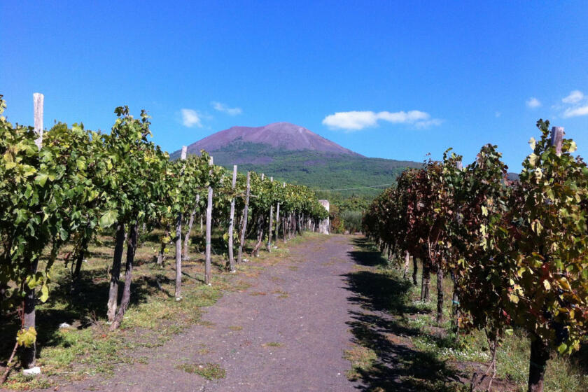 Vesuvio vigneti