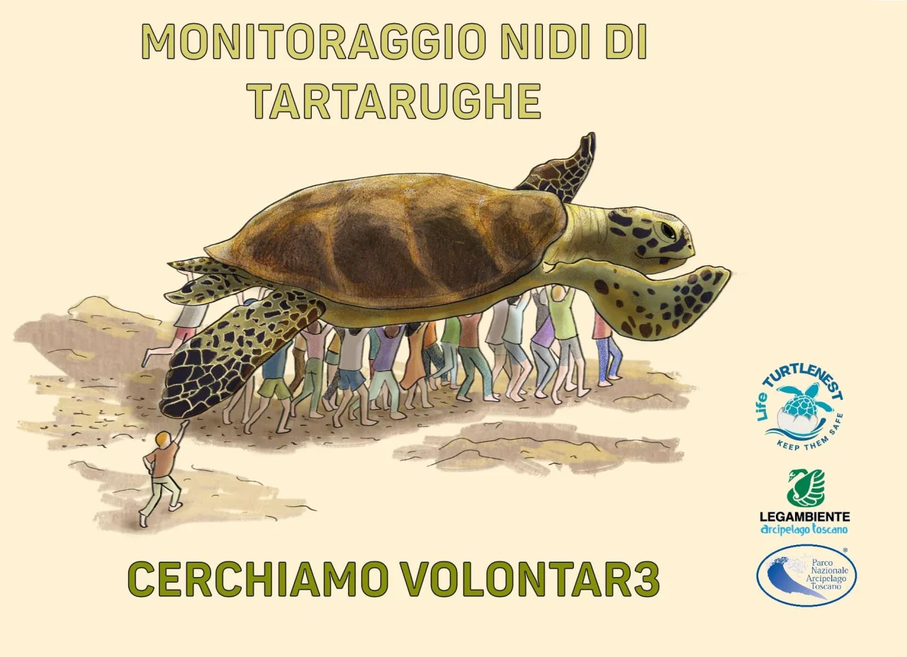Un tesoro tra le dune: riparte il monitoraggio dei nidi di tartaruga marina