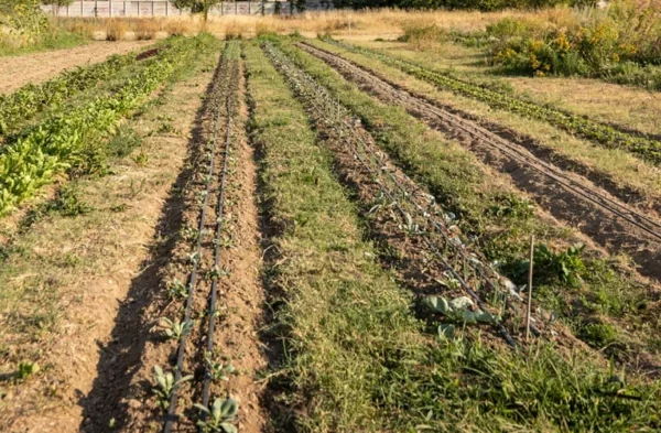 Rigenerare i terreni contaminati con piante e batteri