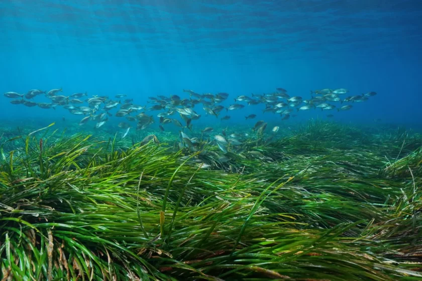 Le praterie di Posidonia sono un tesoro sottomarino minacciato