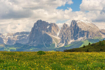 Dolomiti prato fiorito