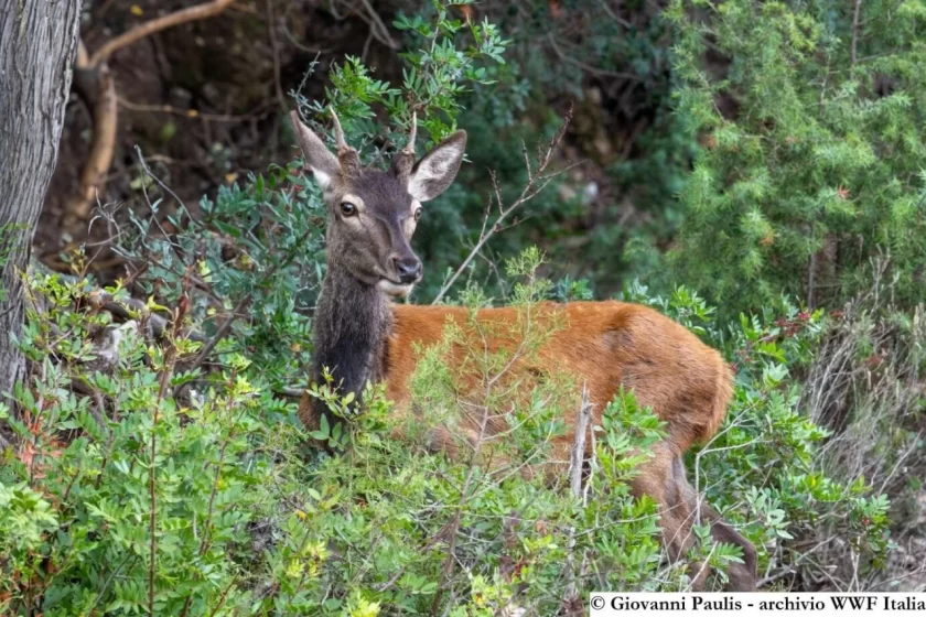 cervo sardo