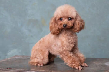 barboncino toy primo piano