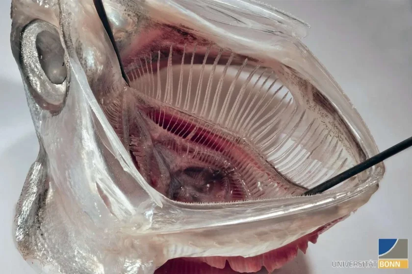 filtro microplastiche