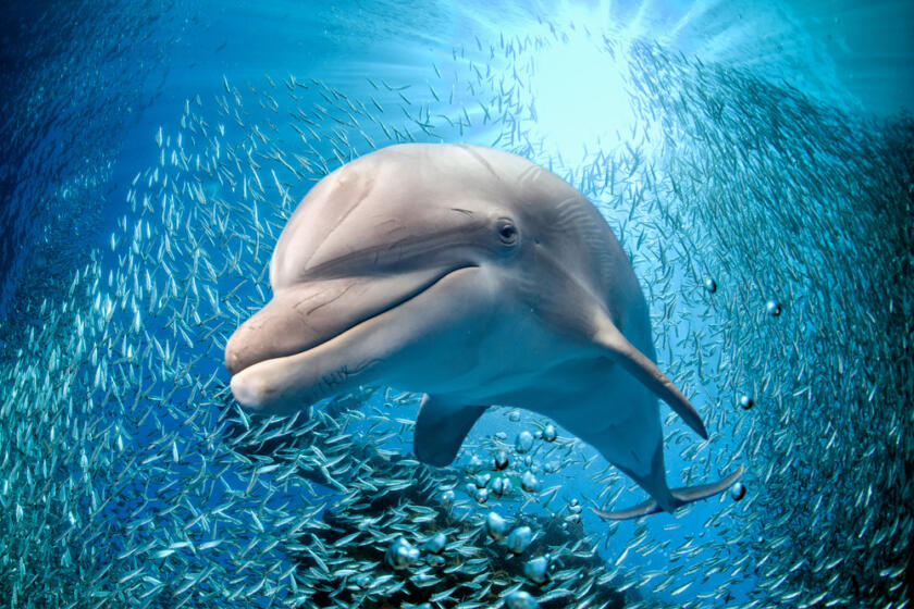dolphin underwater on ocean background looking at you