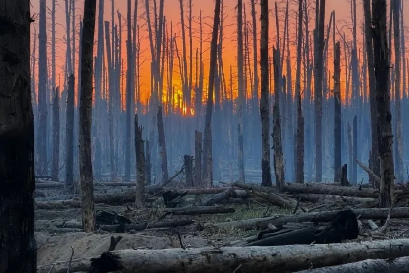 foresta sutrutta da incendio