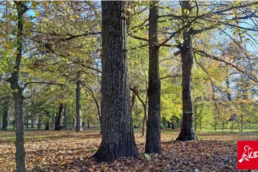 Alberi in un parco urbano con foglie a terra in autunno, esempio di verde cittadino e biodiversità urbana