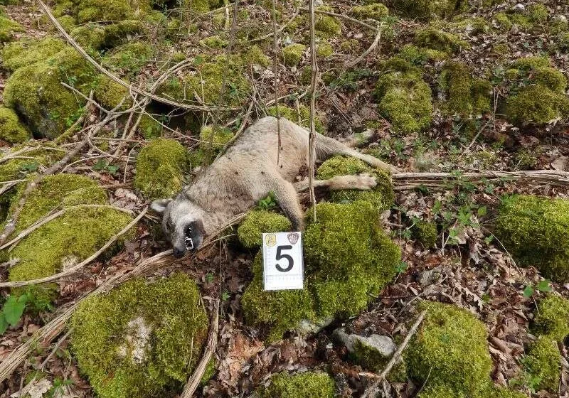 lupi uccisi con veleno