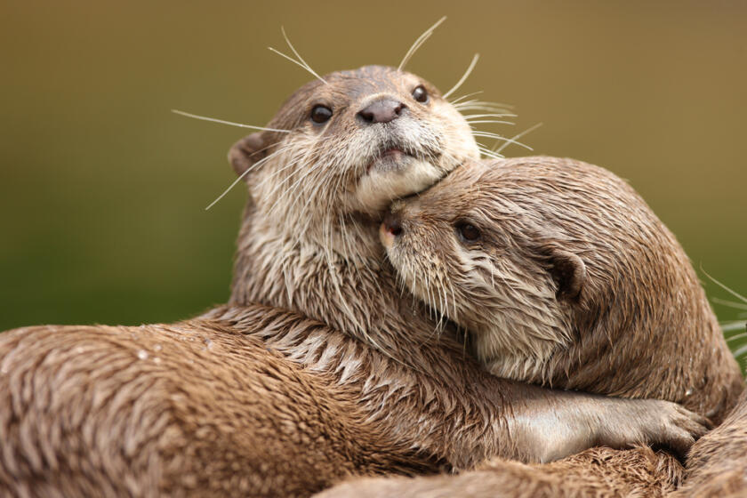 Due lontre europee riposano vicine, con il muso in primo piano e il pelo bagnato, in un’immagine naturalistica dedicata alla tutela della specie e degli habitat fluviali.