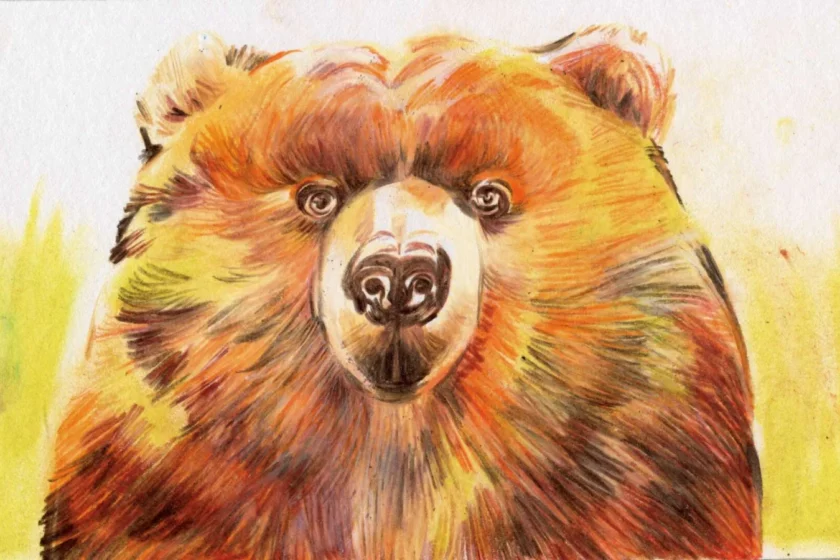 Illustrazione artistica di un orso bruno marsicano, specie simbolo dell’Appennino centrale a rischio estinzione. 