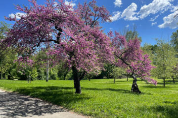 Fioritura primaverile al Parco Lambro