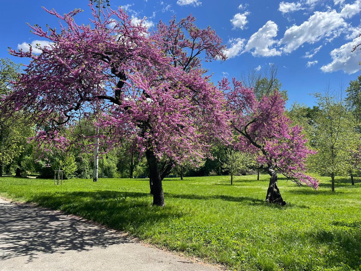 Fioritura primaverile al Parco Lambro 