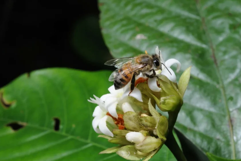 ape su un fiore