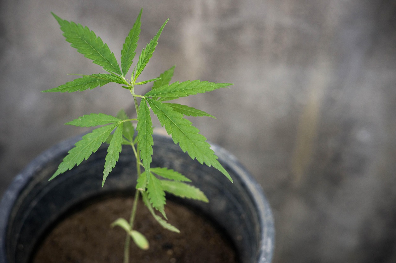 Cannabis Sativa pianta vaso