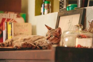 gatto disteso in cucina