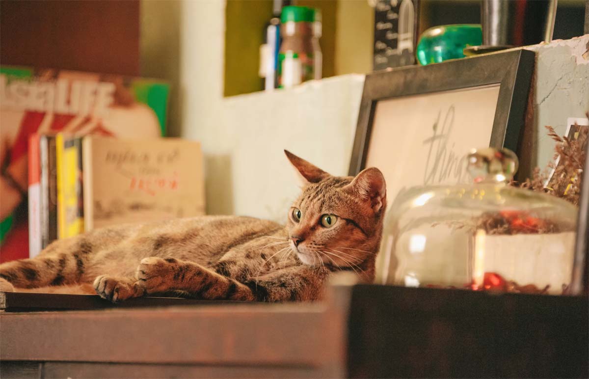gatto disteso in cucina
