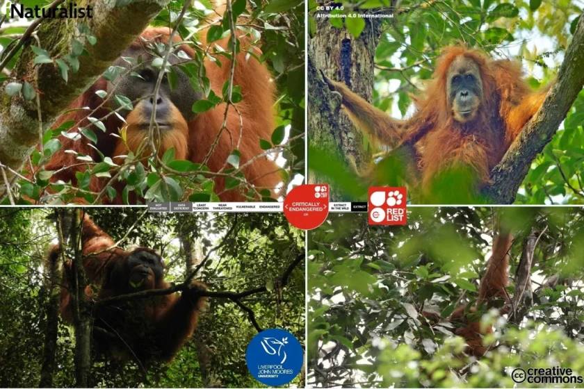 Oranghi di Tapanuli sugli alberi della foresta, indicati come specie in pericolo critico nella Lista Rossa IUCN.