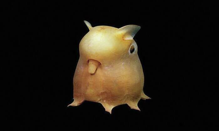 Polpo dumbo fotografato negli abissi, piccolo cefalopode arancione su sfondo nero con pinne simili a orecchie.