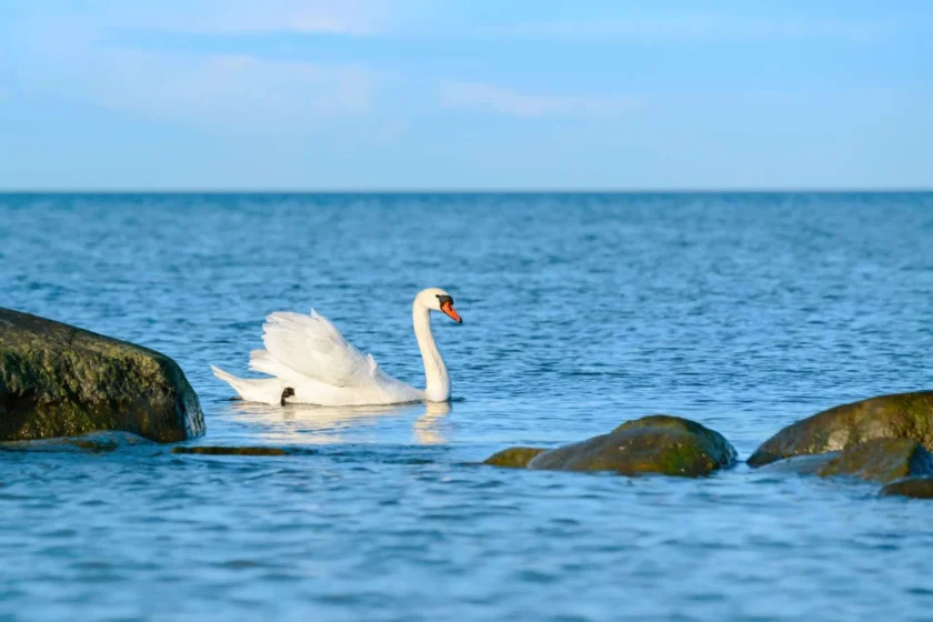 cigno nuota in mare