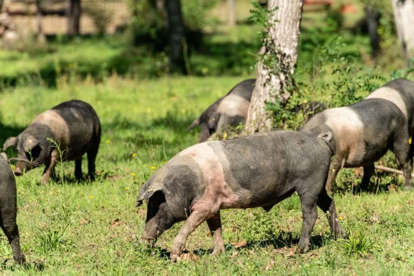 Esemplari di Cinta Senese al pascolo in un’area verde alberata.