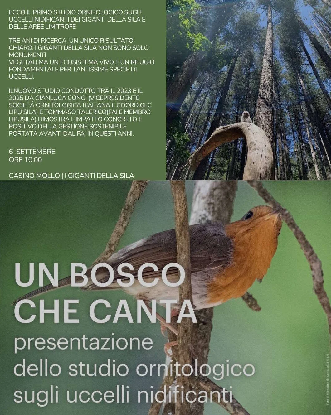 Nel cuore della Sila vive un tesoro segreto: lo svela un bosco che "canta" da tre anni