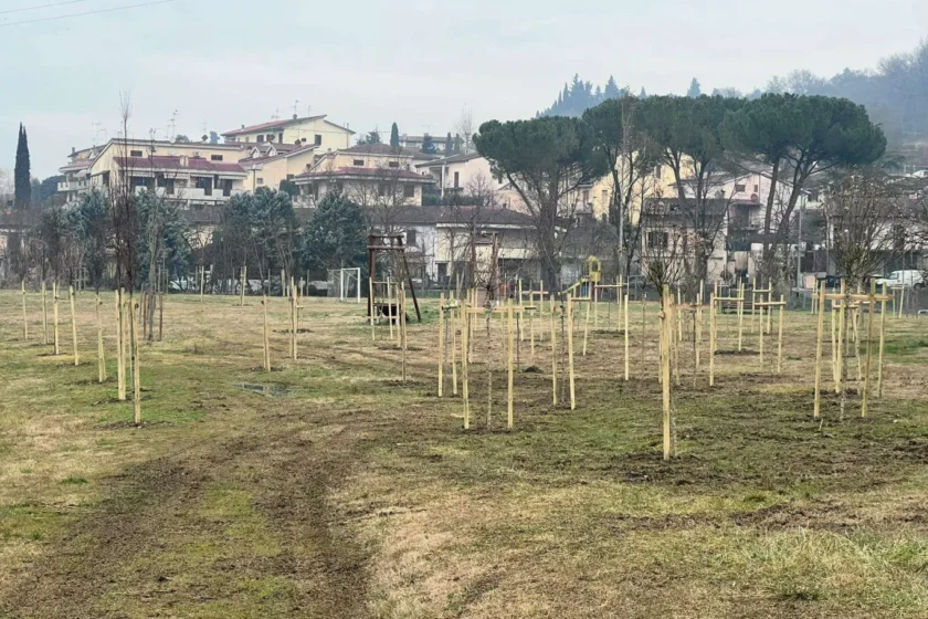 alberi piantati