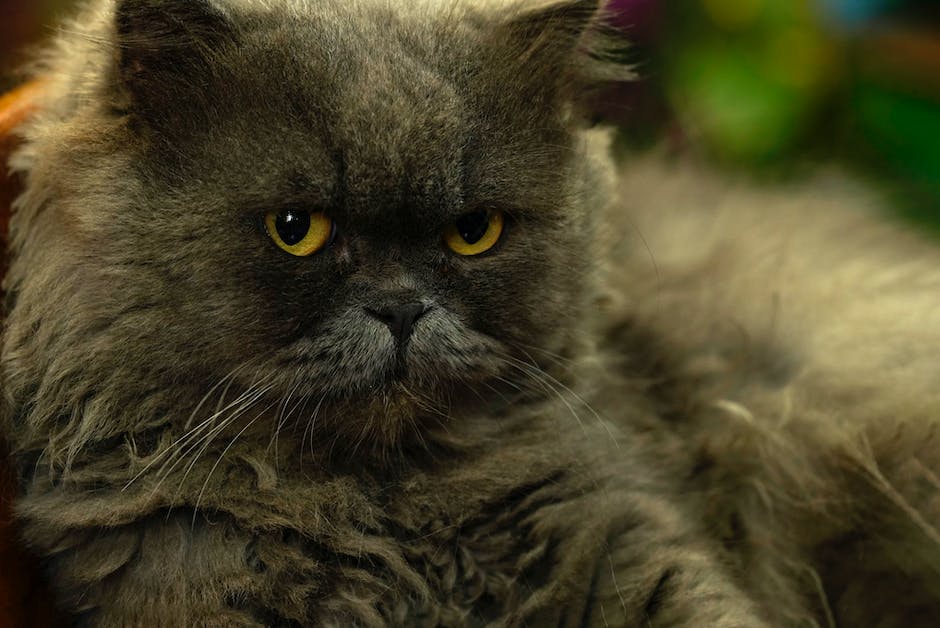 A beautiful British Longhair cat with long and luxurious fur.