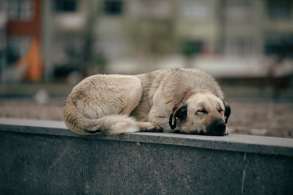 Illustration of various factors that may cause a dog to not eat