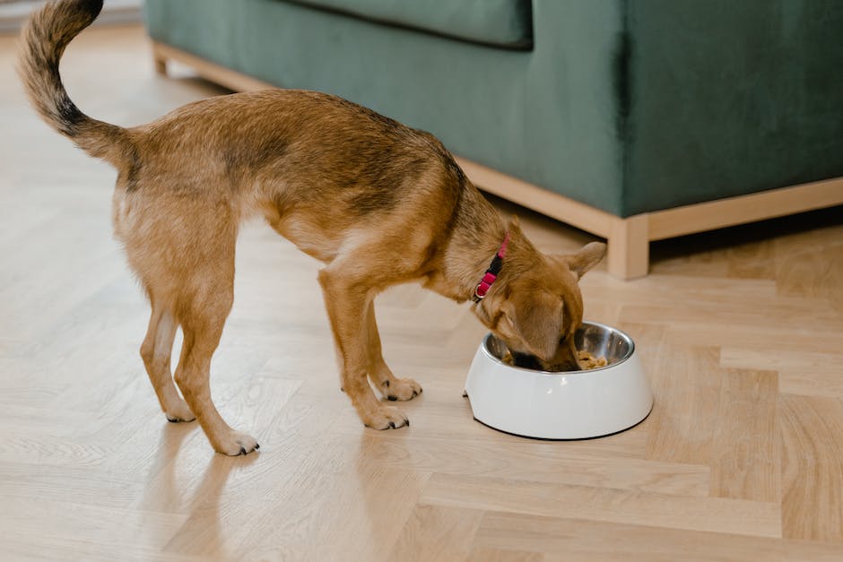 A dog eating alone from a bowl with sad expression