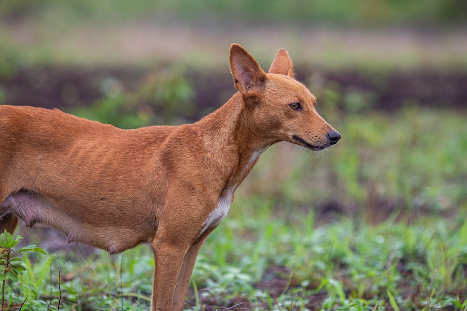 Un Podenco Andaluso che corre felicemente in un parco all'aperto