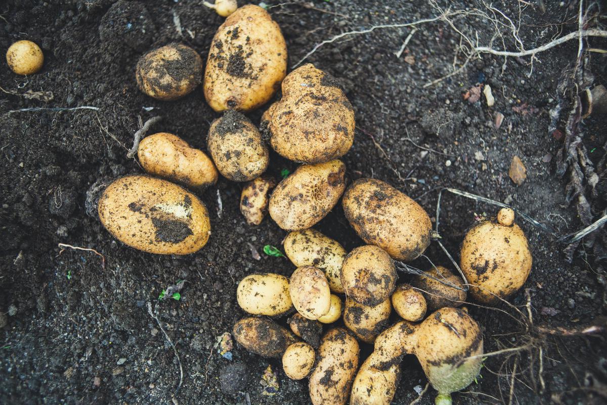 A person planting potatoes in a garden