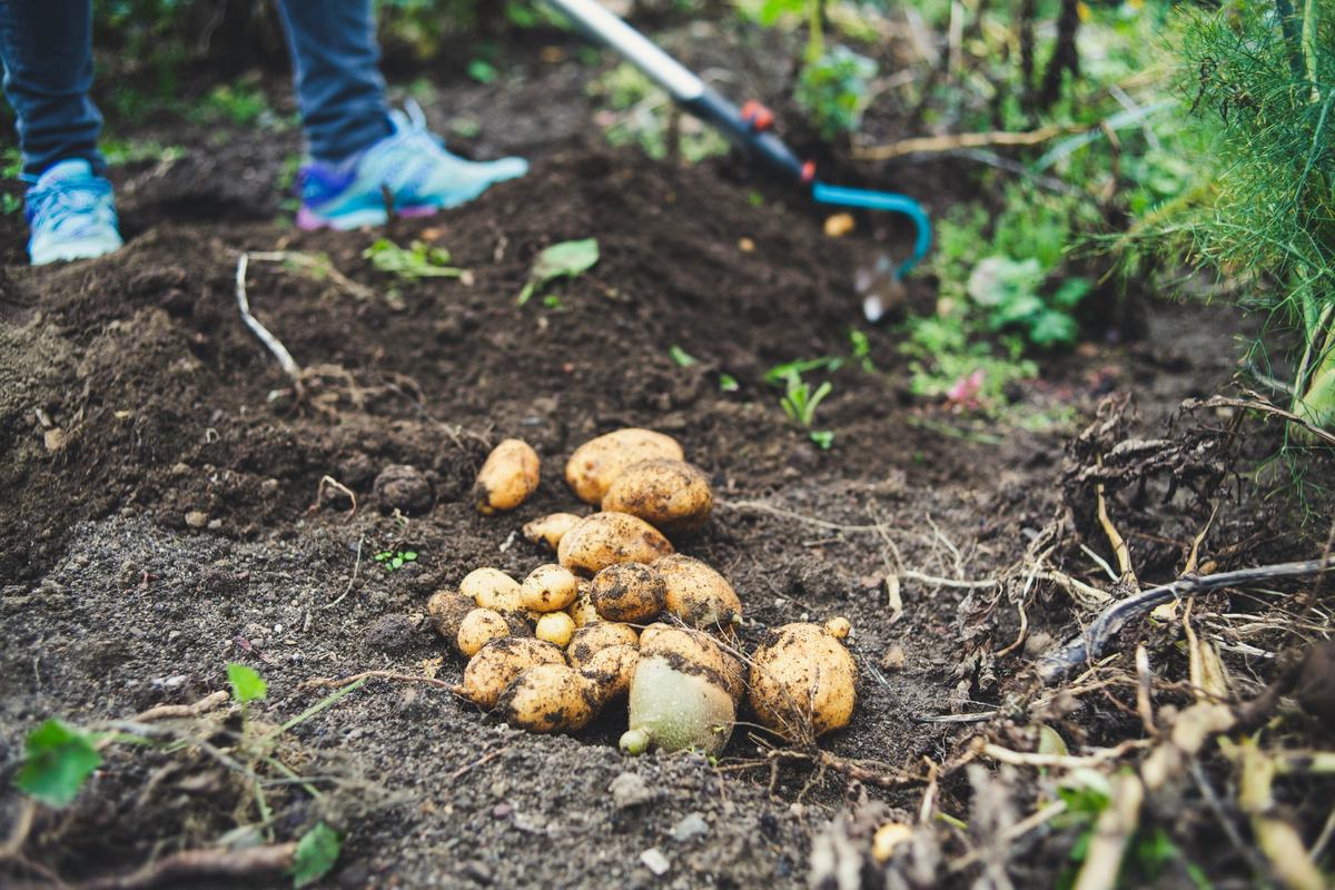 A person planting potatoes in a garden.
