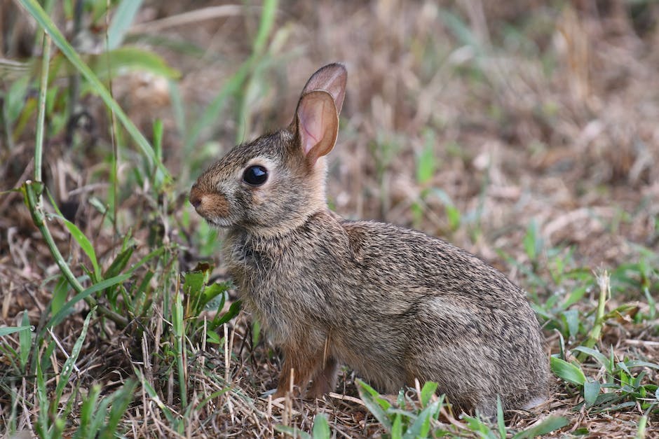 Illustration of a healthy rabbit and various prevention measures