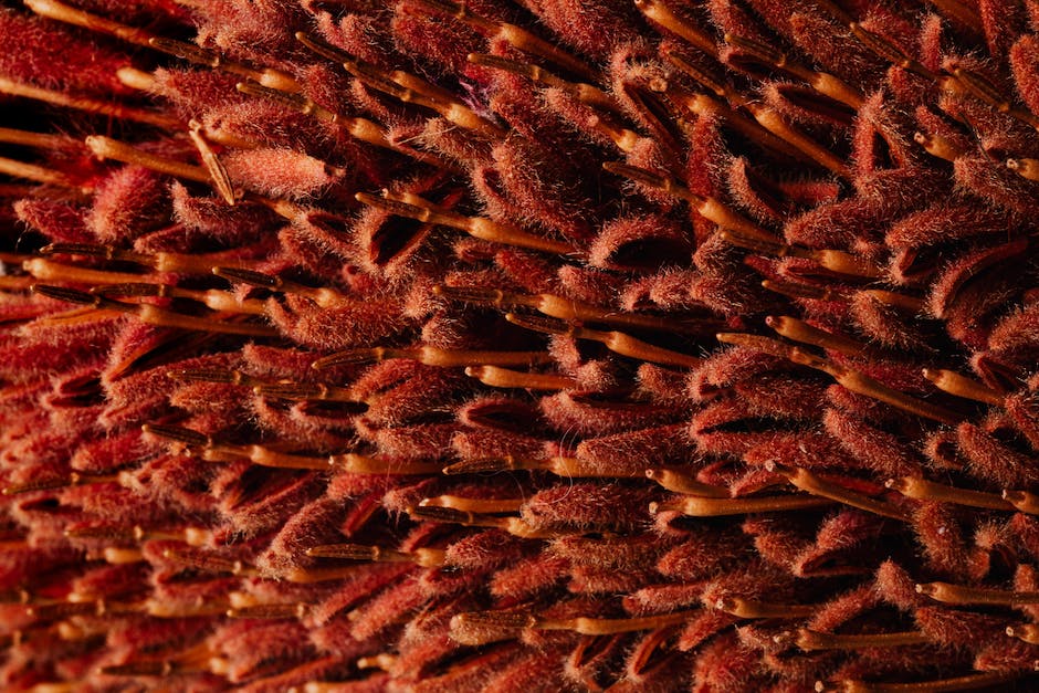 A beautiful garden with sustainable practices, showcasing native plants, compost bins, and water conservation techniques