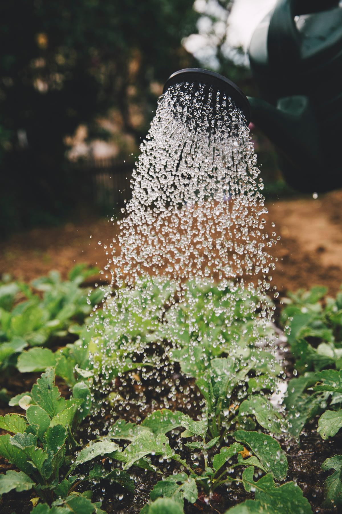 A person watering a tree in a garden.